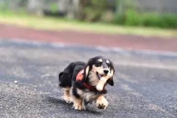 K 様のお迎えした子犬