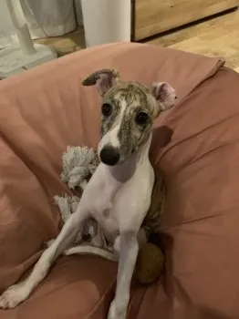 M 様のお迎えした子犬