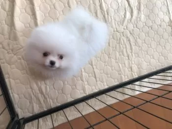 O.M 様のお迎えした子犬