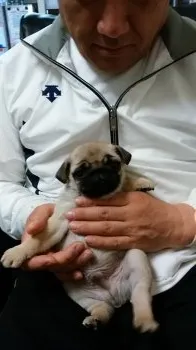 ヤヨイオバサン 様のお迎えした子犬