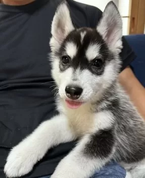 goe 様のお迎えした子犬