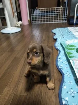 ひろ 様のお迎えした子犬