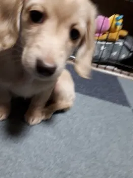 naona 様のお迎えした子犬