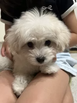 おくちゃん 様のお迎えした子犬