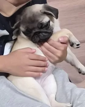 E.K 様のお迎えした子犬