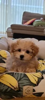 双子ママ 様のお迎えした子犬