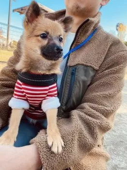おもちとちくわ 様のお迎えした子犬