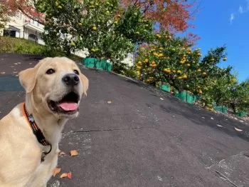 K.N 様のお迎えした子犬