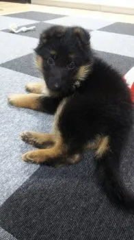 ルーシーのママ 様のお迎えした子犬