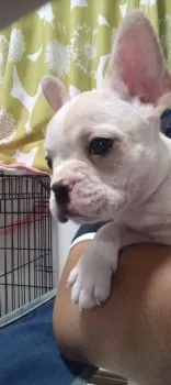 バリカタ 様のお迎えした子犬