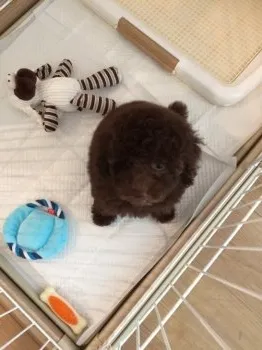モナカママ 様のお迎えした子犬