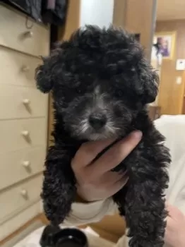 まうすけ 様のお迎えした子犬