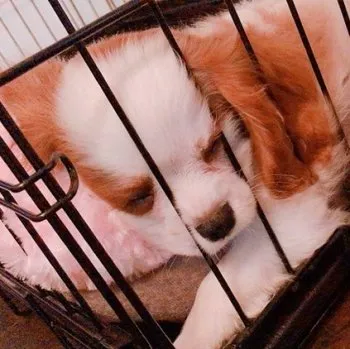 ミコ 様のお迎えした子犬