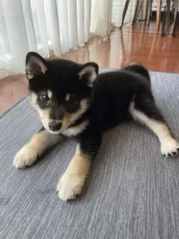 おろちん 様のお迎えした子犬
