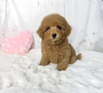 大阪 様のお迎えした子犬