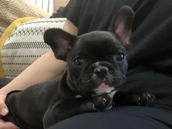 よっち 様のお迎えした子犬