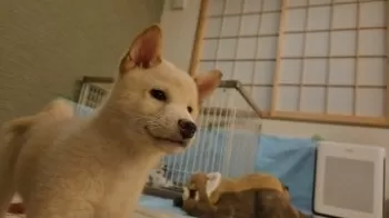 M.F 様のお迎えした子犬