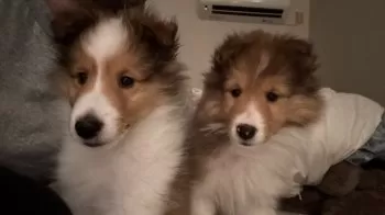 HND AVD 様のお迎えした子犬