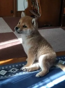 K.K 様のお迎えした子犬