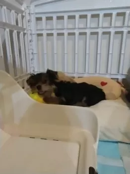 くう 様のお迎えした子犬