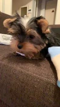 N.A 様のお迎えした子犬