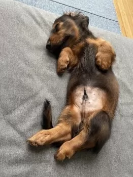 K.K 様のお迎えした子犬