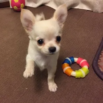 NM 様のお迎えした子犬