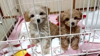 M.S 様のお迎えした子犬