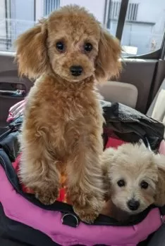M.H 様のお迎えした子犬