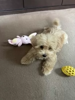 あみみ 様のお迎えした子犬