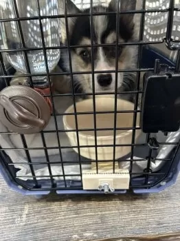 Y.M 様のお迎えした子犬
