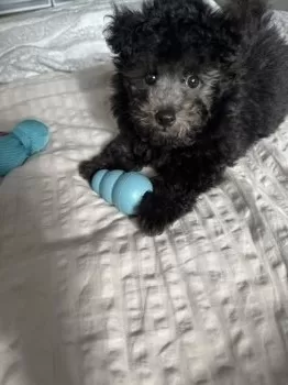 T.M 様のお迎えした子犬