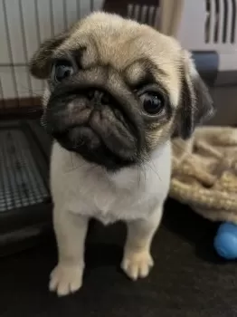 T.Ｉ 様のお迎えした子犬