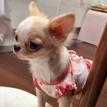 HIKARU 様のお迎えした子犬