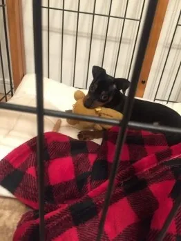 ポテト 様のお迎えした子犬