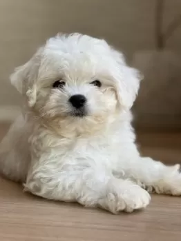 キン 様のお迎えした子犬