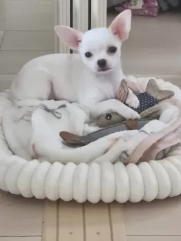 Y.K 様のお迎えした子犬