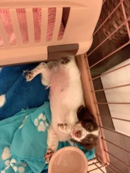 M 様のお迎えした子犬