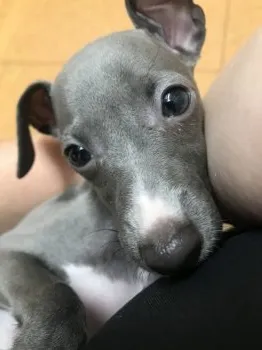 しろ 様のお迎えした子犬