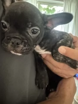 あき 様のお迎えした子犬