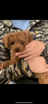 K 様のお迎えした子犬