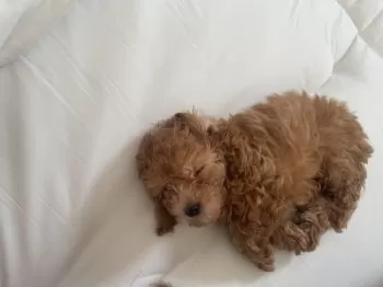 みぃ 様のお迎えした子犬
