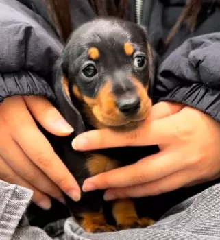 H.K 様のお迎えした子犬