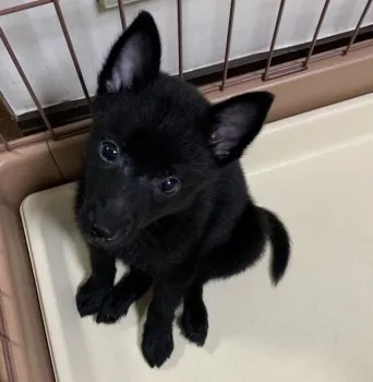 R.C 様のお迎えした子犬