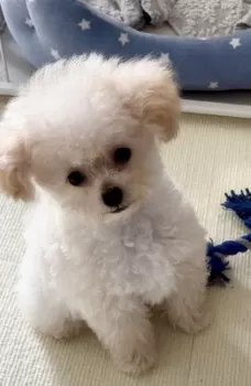 あやか 様のお迎えした子犬