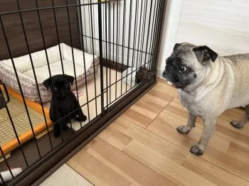 桜 様のお迎えした子犬