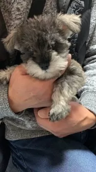 mie 様のお迎えした子犬