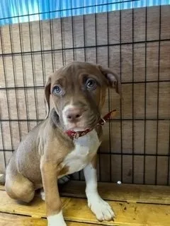 ウーゴと虎徹のパパ 様のお迎えした子犬