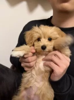 July 様のお迎えした子犬