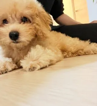 yu 様のお迎えした子犬
